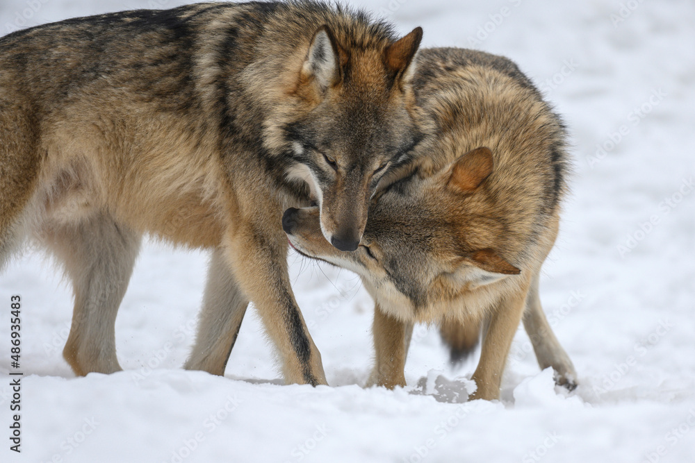 Two Gray wolf in the winter forest. Wolf in the nature habitat