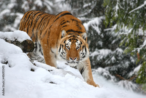 tiger looks out from behind the trees into the camera. Tiger snow in wild winter nature