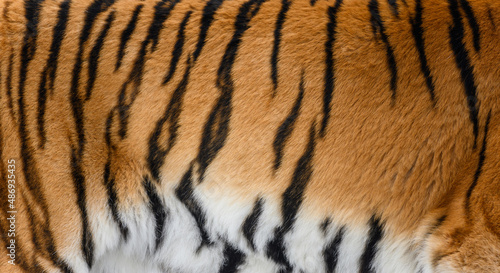 Tiger pattern design. Real fur texture. Animal print pattern tile background