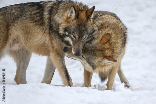 Two Gray wolf in the winter forest. Wolf in the nature habitat © byrdyak