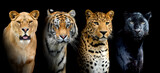 Close portrait big wild cats (lion, tiger, leopard) on black background