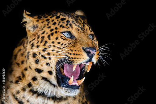 Fotografia Close up angry leopard isolated on black background