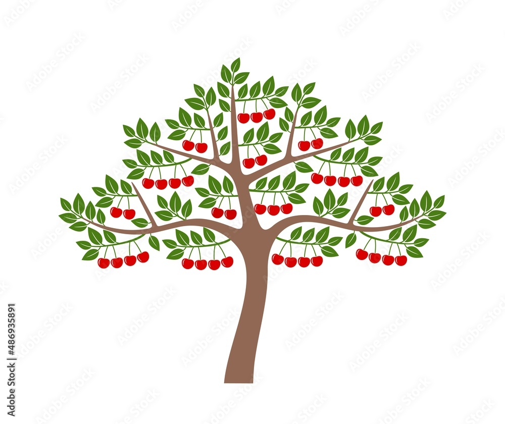 Obraz premium Cherry tree logo. Isolated cherry tree on white background