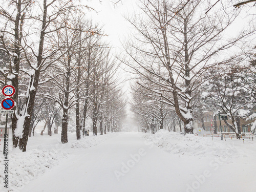 【北海道】札幌　大雪の北大イチョウ並木 © Takashi Images