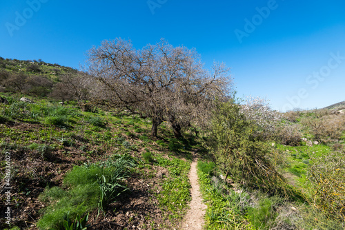 Terebinth trees by a walking trail in the upper Galilee in Israel. photo