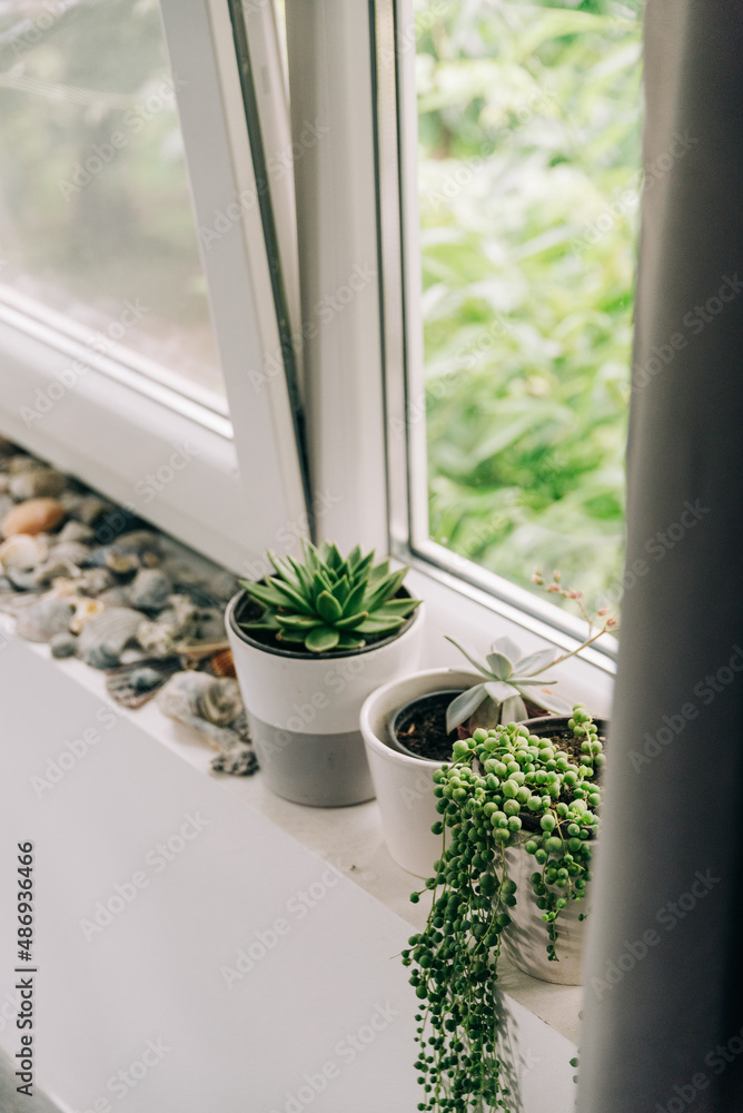 Miniature succulent plants Miniature succulent plants