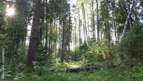 Beautiful sunlight in the forest aerial video. Magical misty forest in early  summer morning. ecology concept.