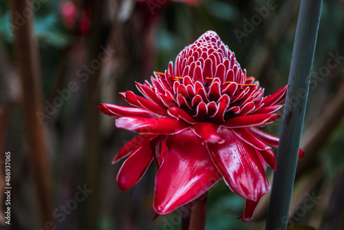 Exotic red flower as it grows in the Amazonas Jungle (Tambopata National Park, Peru, South America)