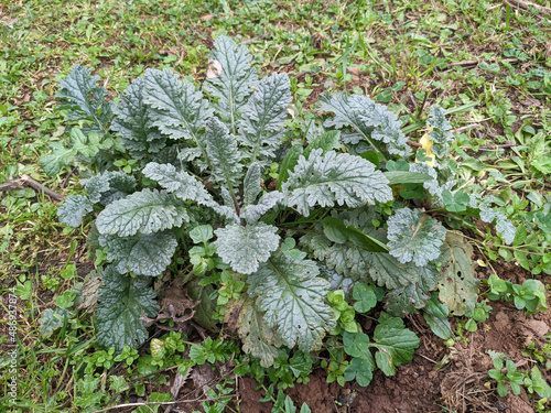 Senecio jacobaea common ragwort large lobed dark green leaves on grass in green meadow