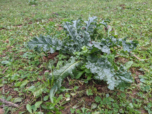 Senecio jacobaea common ragwort large lobed dark green leaves on grass in green meadow