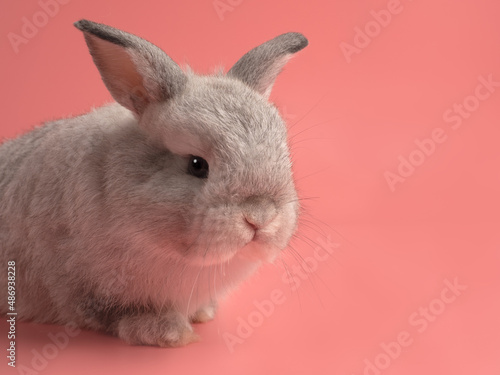 Baby bunny rabbit on pink background with copy space. Easter concept.