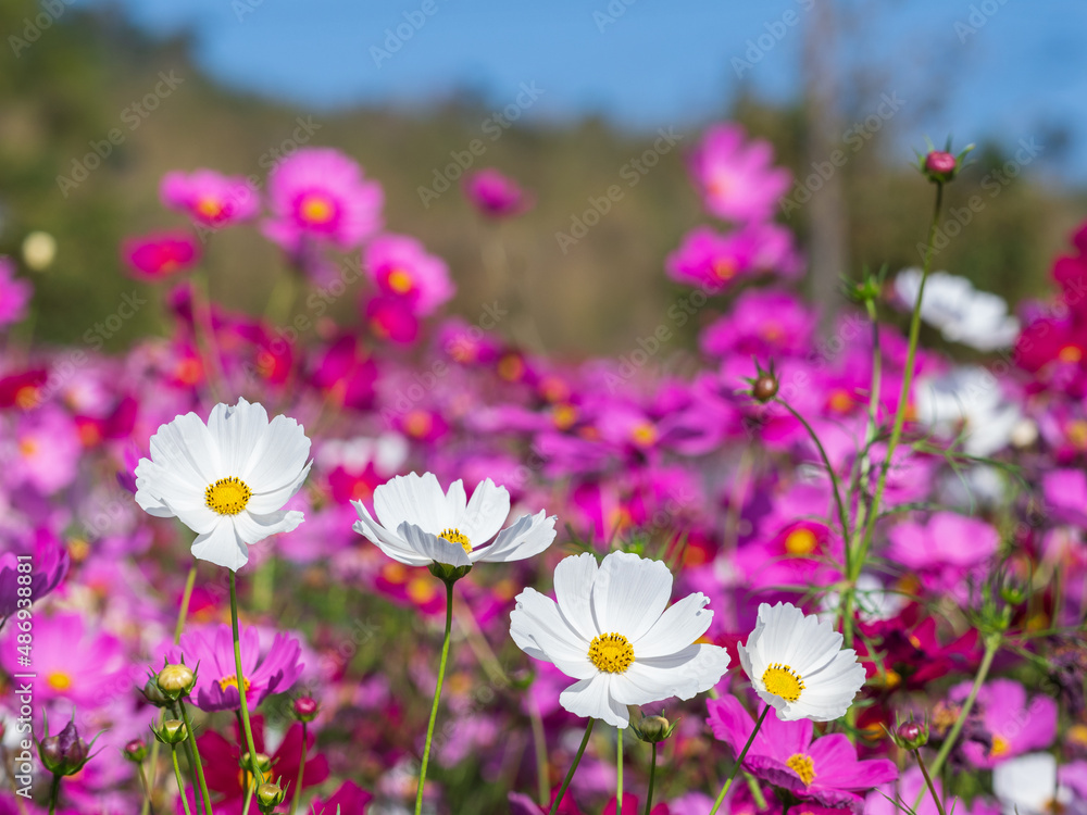 white cosmos flowers with blurry background with colorful colors. white cosmos flowers with blurry background with colorful colors.