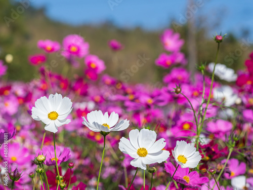 white cosmos flowers with blurry background with colorful colors.