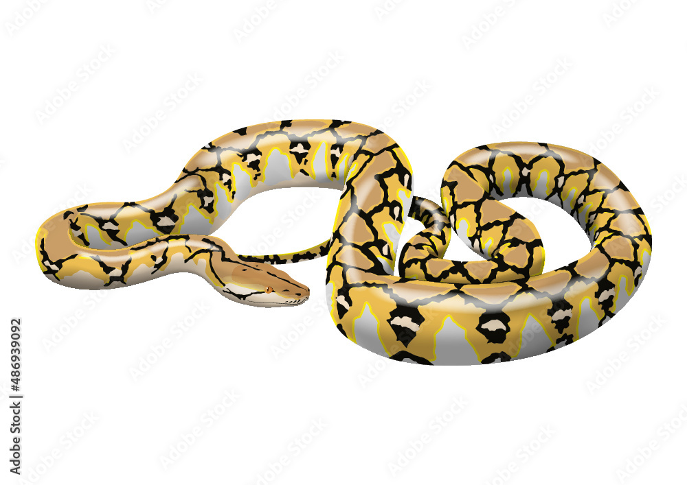 reticulated python reticulated python