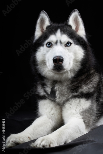 Beautiful Siberian Husky dog with blue eyes  posing in studio on dark background