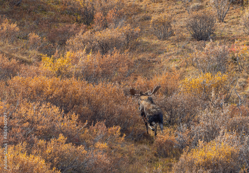 Bull Alaska Yukon Moose in Denali National Park Alaska in Autumn Bull Alaska Yukon Moose in Denali National Park Alaska in Autumn
