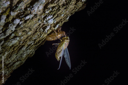 Canvastavla A cicada molting process
