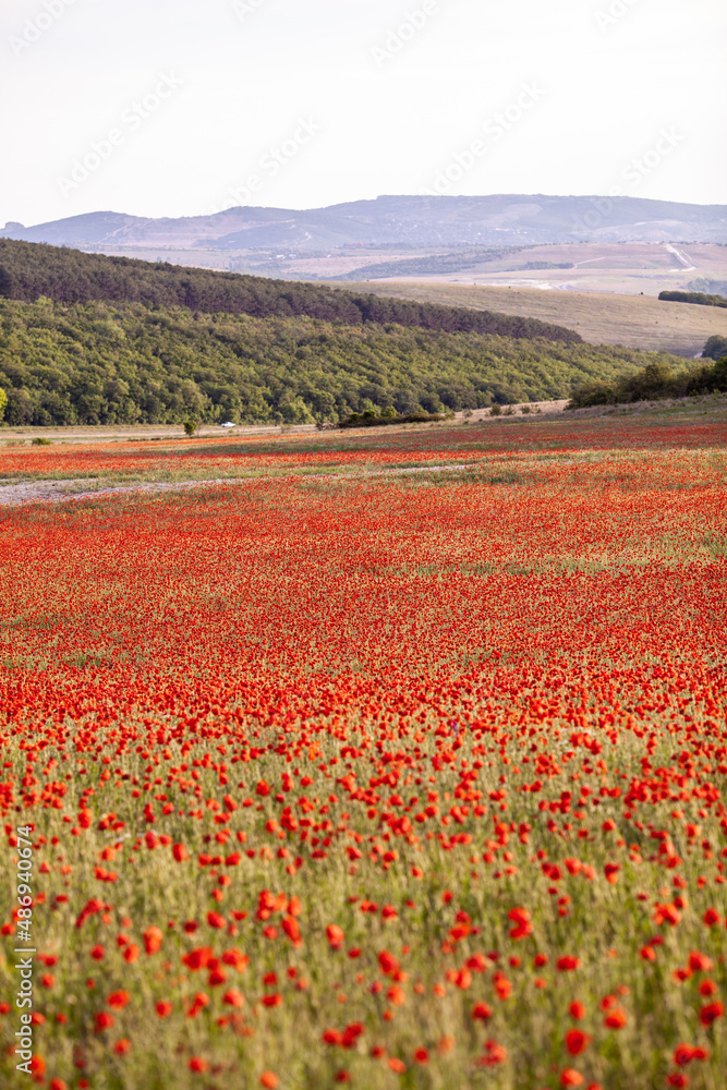 Beautiful large red poppy field in the mountains