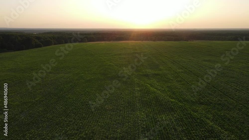 aerial video of sunset landscape over the green grassland and rolling hills. Green wheat and corn field. agriculture concept.