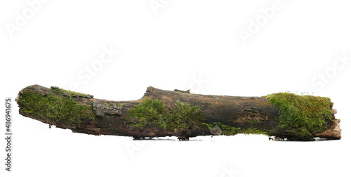 Photo Green moss on rotten branch isolated on white, side view