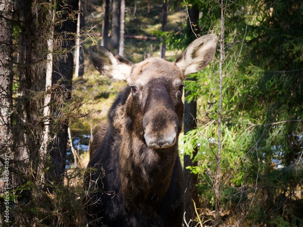 Fototapeta premium moose in the forest