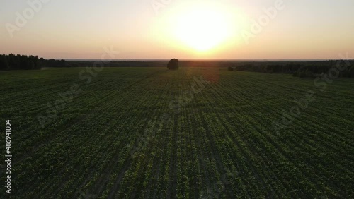 aerial video of sunset landscape over the green grassland and rolling hills. Green wheat and corn field. agriculture concept.