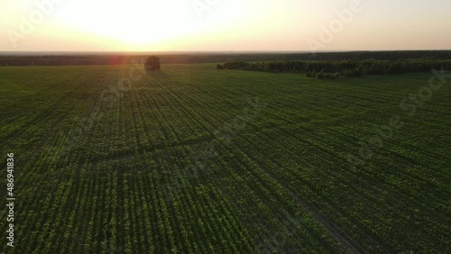 aerial video of sunset landscape over the green grassland and rolling hills. Green wheat and corn field. agriculture concept.