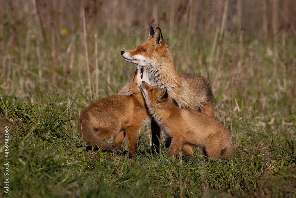 red fox in the grass