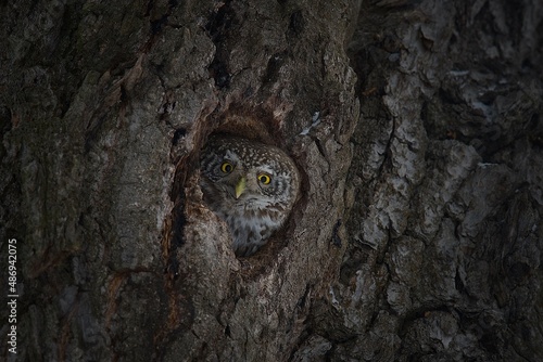 owl in the tree