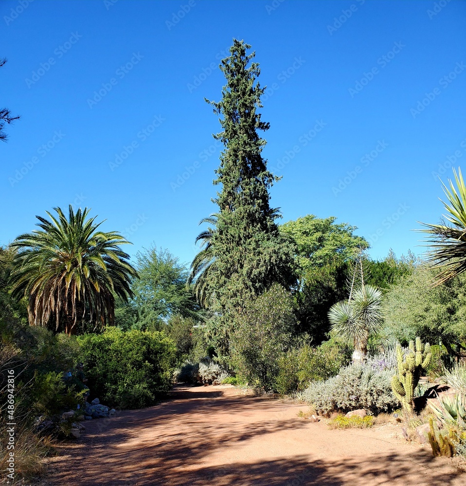 Fototapeta premium trees in the desert