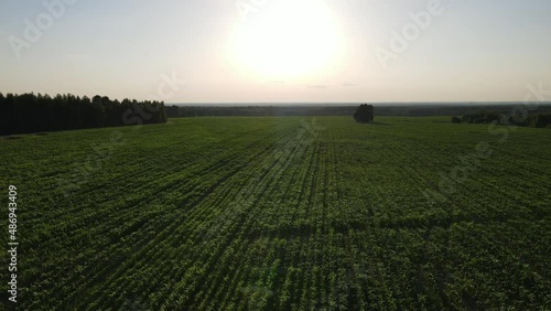 aerial video of sunset landscape over the green grassland and rolling hills. Green wheat and corn field. agriculture concept.