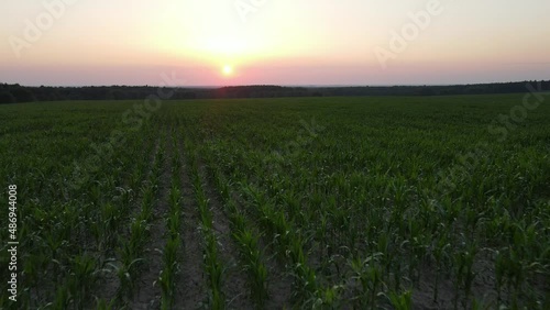 aerial video of sunset landscape over the green grassland and rolling hills. Green wheat and corn field. agriculture concept.