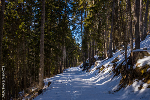A forest path in the Mont Blanc massif in Europe, France, Rhone Alpes, Savoie, Alps, in winter on a sunny day.