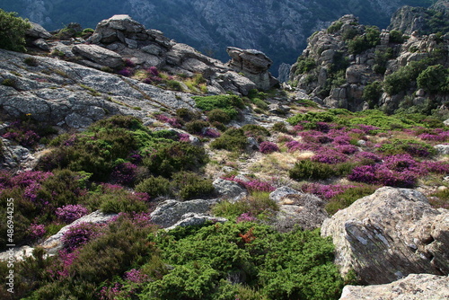 Canvas Print Heather patches and rocks on the Caroux, near the Colombières gorges (Hérault, Haut Languedoc, France)