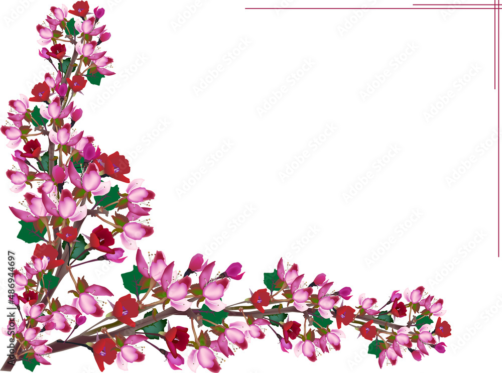 dark pink apple tree blooms corner on white