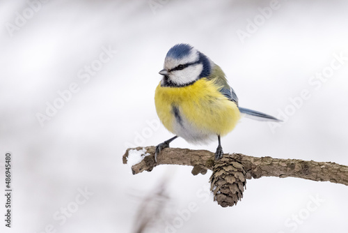 Eurasian blue tit on branch with cone