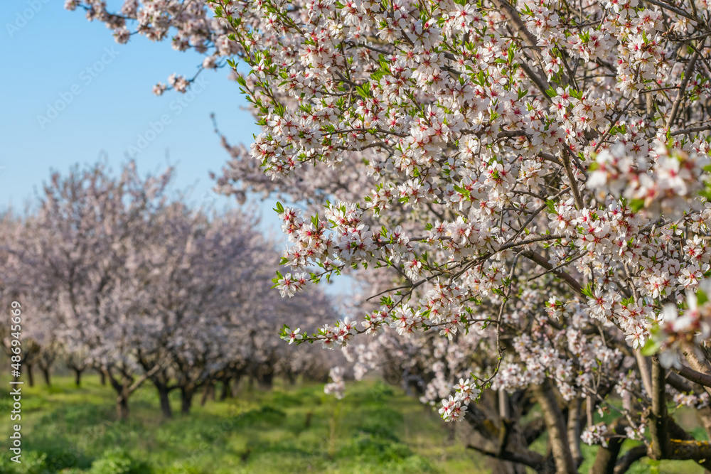 Beautiful nature scene with blooming apricot tree at sunny day in springtime. Beautiful nature scene with blooming apricot tree at sunny day in springtime.