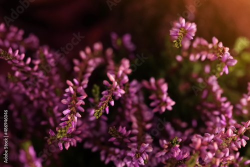 Heather shrub with beautiful flowers, closeup view
