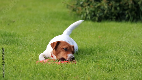 Pies bawiący się na łące.
The dog is playing in the meadow.