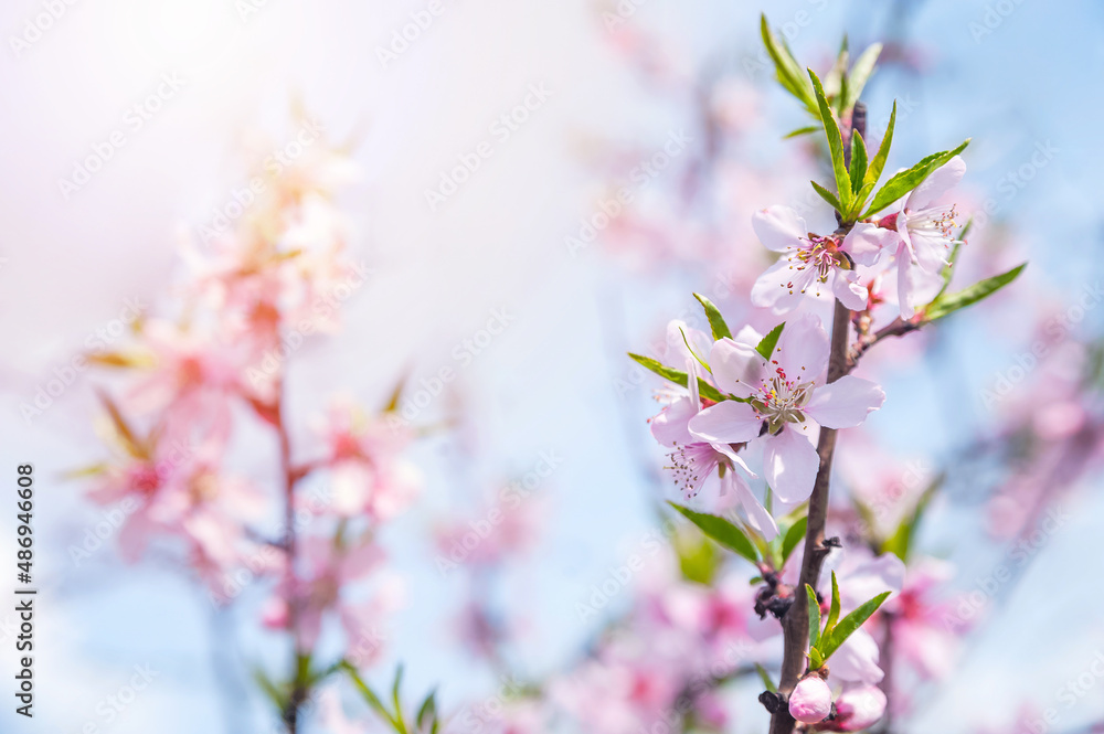Pink flowering tree branches close up and copy space.. Pink flowering tree branches close up and copy space..