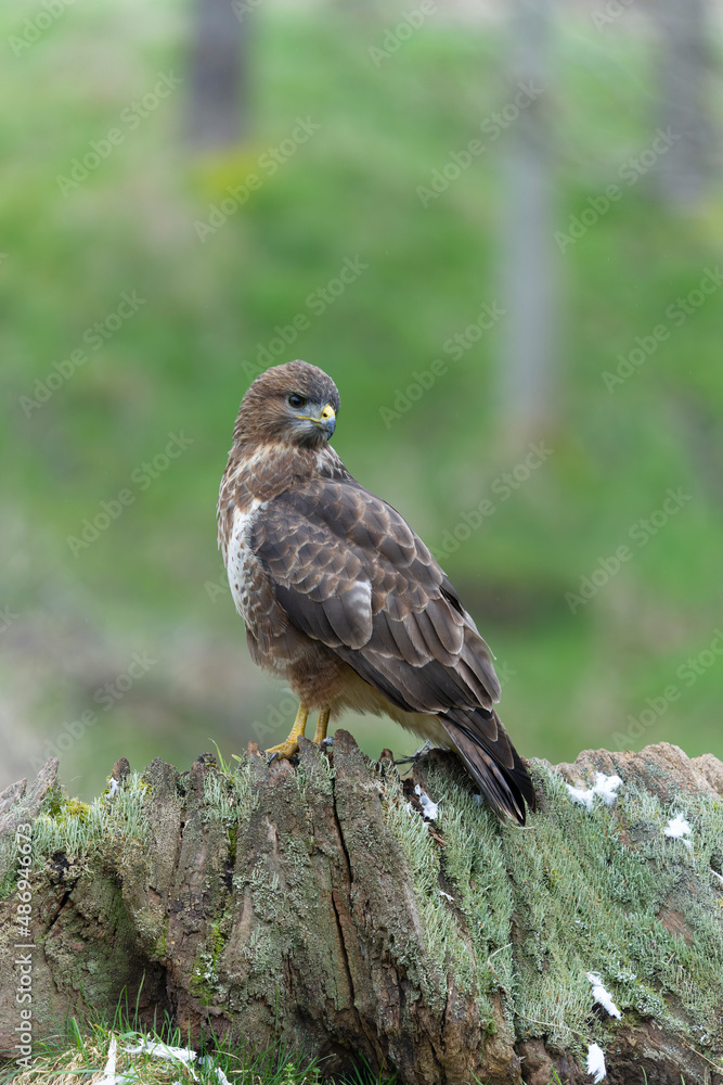 Common buzzard, Buteo buteo Common buzzard, Buteo buteo