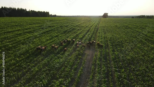 Aerial video of grazing and running cows in a meadow with grass covered with dewdrops and morning fog, and the sunrise in the sky in a small haze.