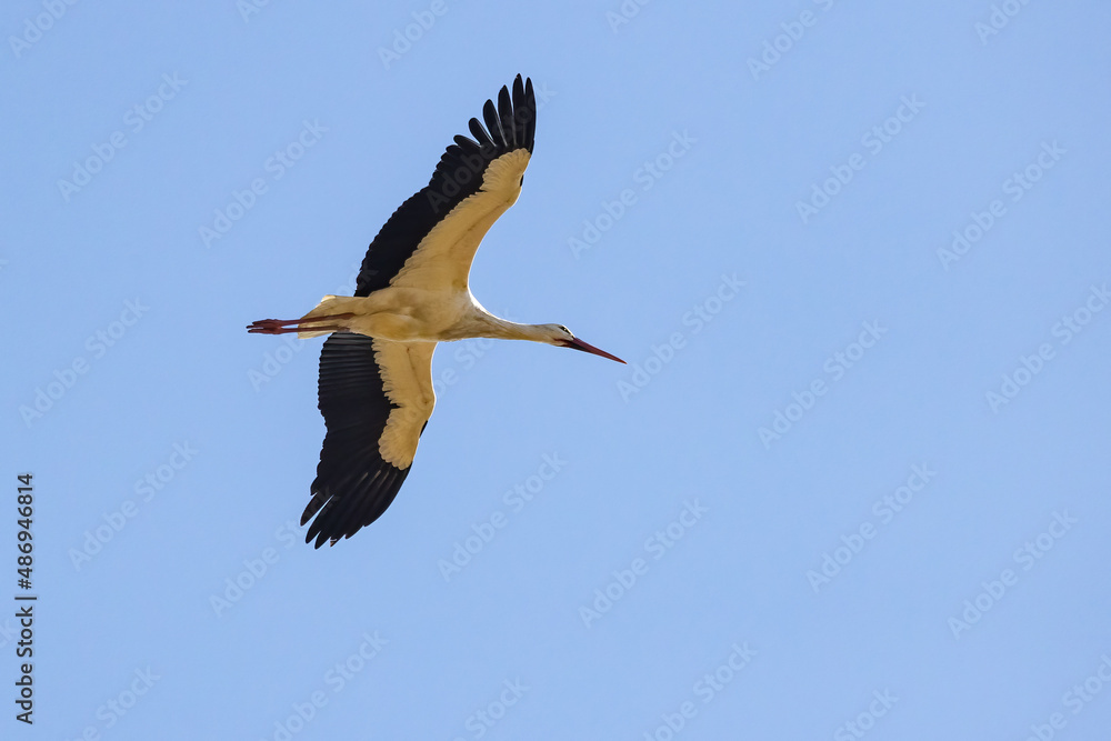 Fototapeta premium Male and female of White stork (Ciconia ciconia) in the nest