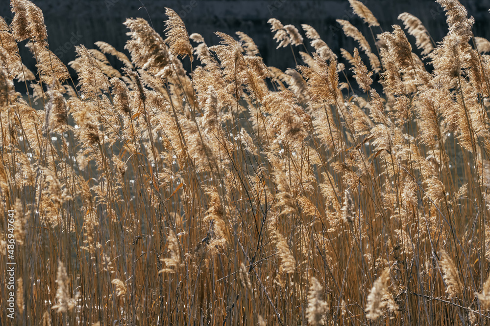Common Reed sway on wind close-up Common Reed sway on wind close-up