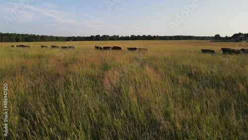 Aerial video of grazing and running cows in a meadow with grass covered with dewdrops and morning fog, and the sunrise in the sky in a small haze.