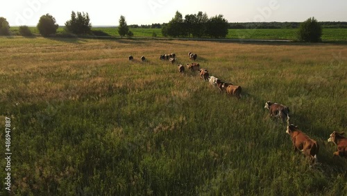 Aerial video of grazing and running cows in a meadow with grass covered with dewdrops and morning fog, and the sunrise in the sky in a small haze.