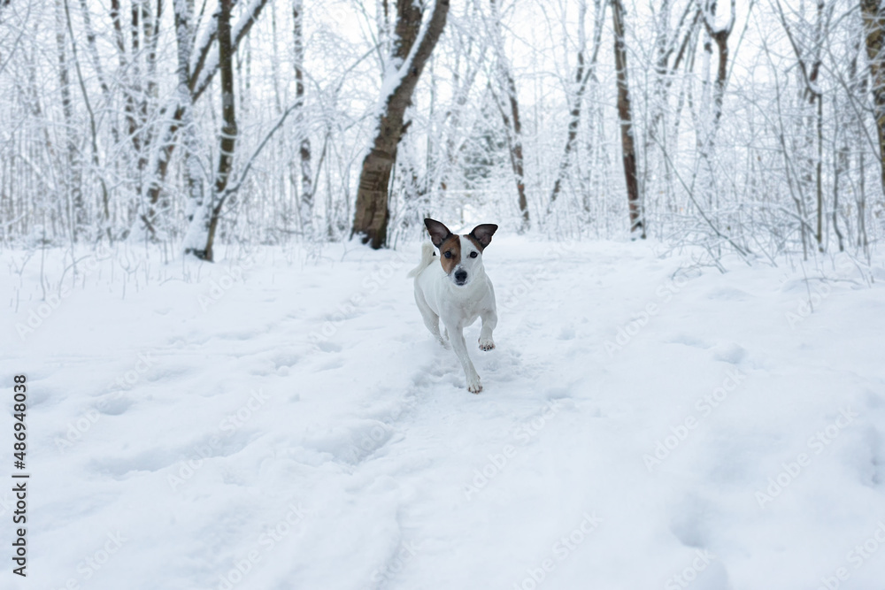 Jack Russell terrier in winter in a public park. A thoroughbred dog. Animal themes. Pets