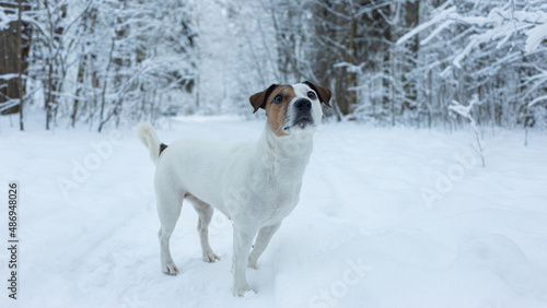 Fototapeta Naklejka Na Ścianę i Meble -  Jack Russell terrier in winter in a public park. A thoroughbred dog. Animal themes. Pets