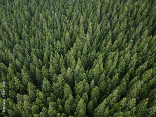 Aerial top view pine forest. Texture of coniferous forest view from above. Green background nature. Picture taken using drone