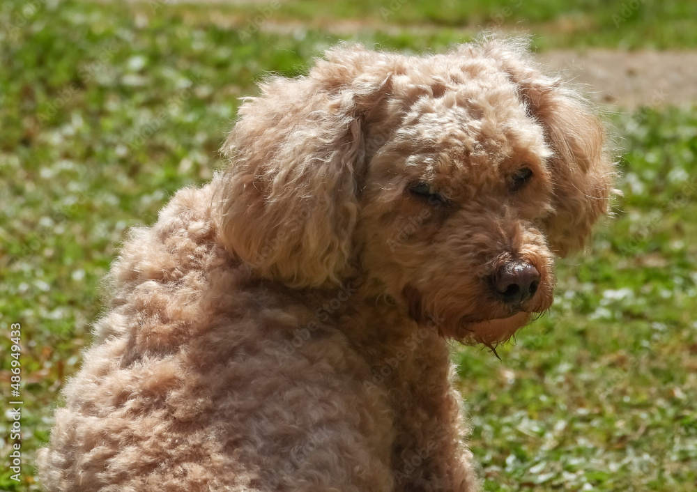 Small dog siiting on grass. Golden toy poodle